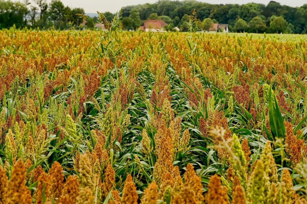 Sorghum field Image by Sabine from Pixabay